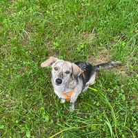 WIM - Offenherzig, auf der Suche nach echter Verbindung, Hund zur Adoption