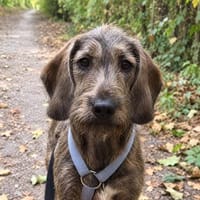 Pupo möchte behütet aufwachsen, Hund zur Adoption