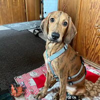 Geben Sie Pucci eine Chance?, Hund zur Adoption