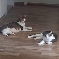 KIRA & BUBI - zwei liebenswerte Senioren, Kater zur Adoption