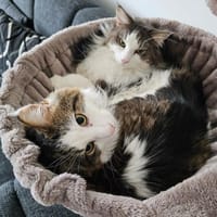 LUTZ + MR.JINGLES: gemeinsamer Neuanfang bei Maine Coon Fans, Kater zur Adoption
