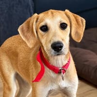 Lello hofft auf seine Chance, Hund zur Adoption