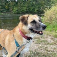 Nancy, die Abenteurerin 🐾, Hündin zur Adoption