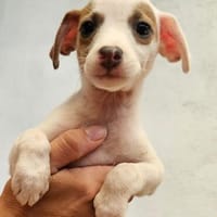 Noemi - ihr Traum ist eine Familie und ein Zuhause, Hündin zur Adoption