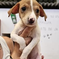 Coralie kleiner Welpe sucht seine Familie, Hündin zur Adoption