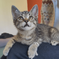 PAB29103 Minus, chat à adopter