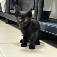 NOX, chat à adopter