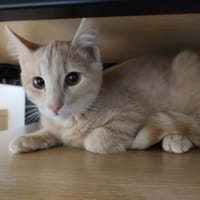 EMERY QCT (a trouvé sa famille), chat à adopter