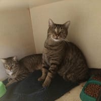PIRATE PAB29253, chat à adopter