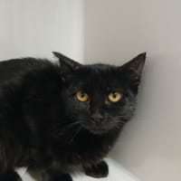 CHARLIE, chatte à adopter