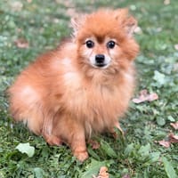 Pepite CAA16084, chienne à adopter