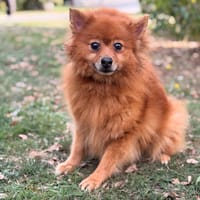 Opaline CAA16079, chienne à adopter