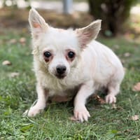 Toundra CAA16082, chienne à adopter
