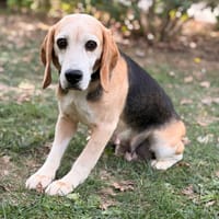 Yumi CAA16081, chienne à adopter