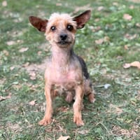Gatsby CAA16083, chien à adopter