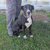 PINTA, chienne à adopter