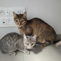 LACROIX QCT, chatte à adopter
