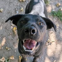 CAJOU, chien à adopter