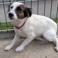 LOUNA, chienne à adopter