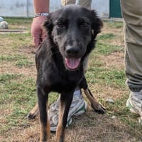 MELVIN, chien à adopter