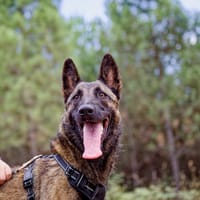 Cali, chienne à adopter