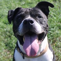 tyson, chien à adopter