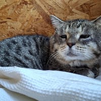 Papi, chat à adopter