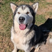 REBELLE, chienne à adopter