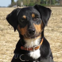 OASIS, chien à adopter