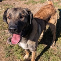 ROSKOFF, chien à adopter