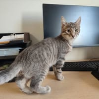 ZAIRE QCT (a trouvé sa famille), chatte à adopter
