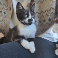 PAB29104 Socks, chatte à adopter