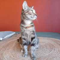 PAB29100 Ellie, chatte à adopter