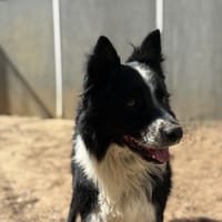 MOWGLY, chien à adopter
