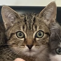 NOX, chat à adopter