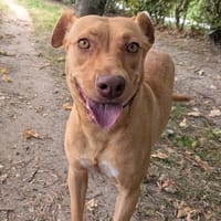 NALA, chienne à adopter