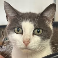 MONA, chatte à adopter