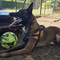 Meech, chien à adopter