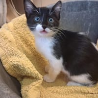 SCHTROUMPF, chat à adopter