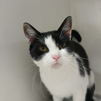 BLOOM, chatte à adopter