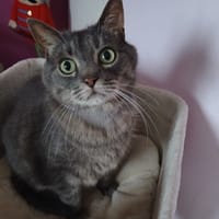 SPIROU, chat à adopter