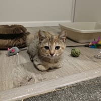 LUCKY, chatte à adopter
