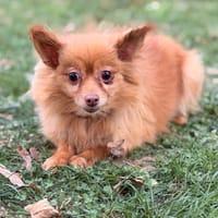 Ninouche CAA16078, chienne à adopter