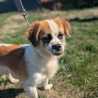 COOKIE, chienne à adopter