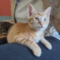 PAB29102 Lockhart, chat à adopter