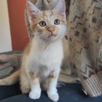 PAB29101 Billy, chat à adopter