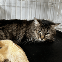 BRIOCHE, chatte à adopter