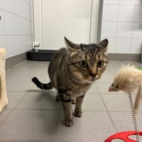 ROSE, chatte à adopter