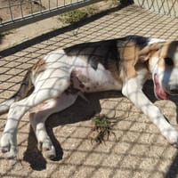KRYPTON QCN (j'(ai trouvé ma famille), chien à adopter