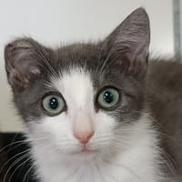 OPALE, chatte à adopter